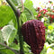 Chocolate Bhutlah CS